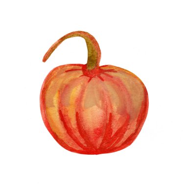 Orange pumpkin hand drawn in watercolor isolated on white background.