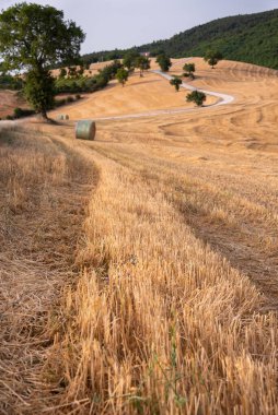 Kırsal kesimde saman balyaları kırsal alanlarda