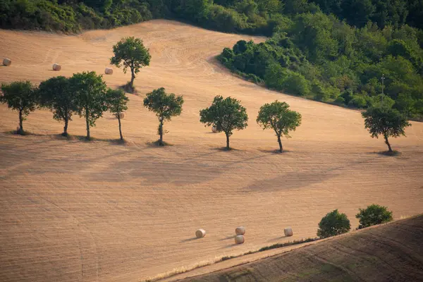 Paisagem Rural Com Campos Agrícolas Árvores — Fotografia de Stock