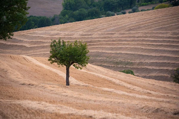 Vidéki Táj Mezőgazdasági Földekkel Fákkal — Stock Fotó