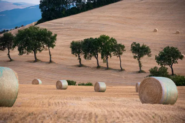 Paisagem Rural Com Fardos Feno Campos Campo — Fotografia de Stock