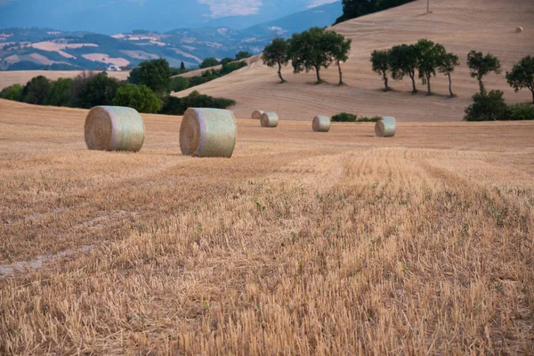 田舎の畑に干し草の山のある田園風景 — ストック写真