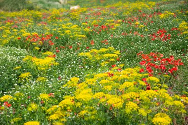Renkli kır çiçekleri, güzel yaz manzarası.