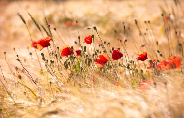 Yaz otlağında güzel, parlak, vahşi çiçekler