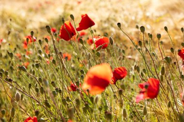 Yaz otlağında güzel, parlak, vahşi çiçekler