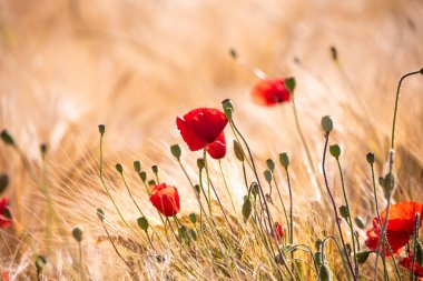 Yaz otlağında güzel, parlak, vahşi çiçekler