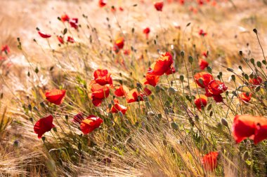 Yaz otlağında güzel, parlak, vahşi çiçekler