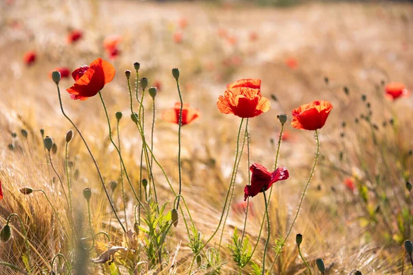 Yaz otlağında güzel, parlak, vahşi çiçekler