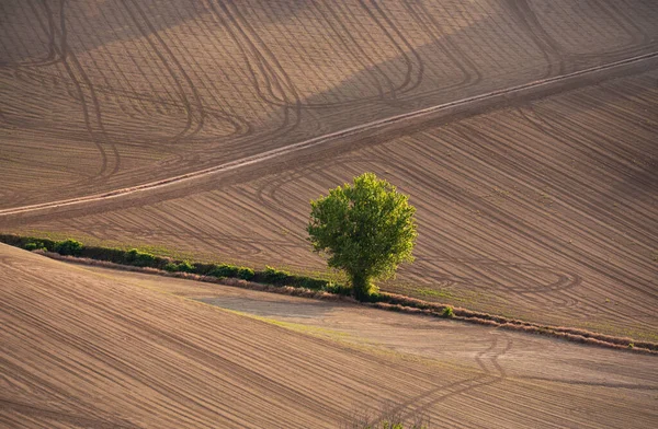 Ländliche Landschaft Mit Feldern Haus Und Baum — Stockfoto