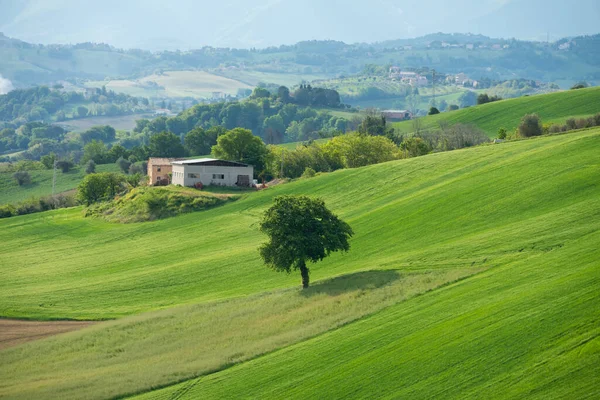 Paesaggio Rurale Con Campi Agricoli Case Alberi — Foto Stock