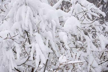 Karla kaplı ağaçlarla kaplı kış mevsimi manzarası