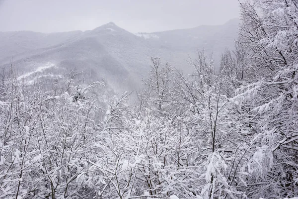 눈덮인 나무들로 뒤덮인 겨울철 — 스톡 사진