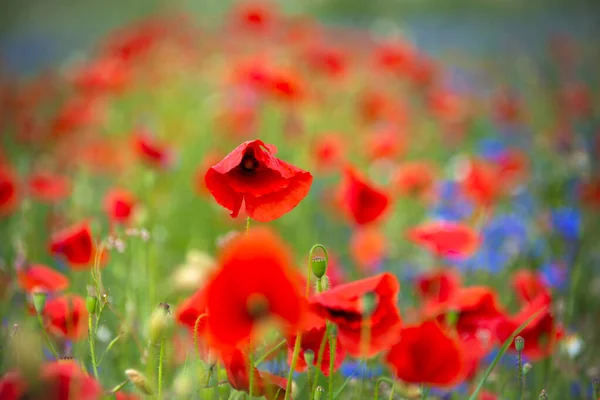 Hermosas Flores Silvestres Brillantes Prado Verano — Foto de Stock