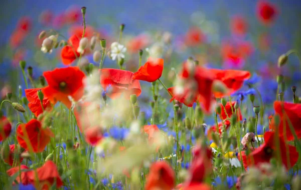 Piękne Jasne Dzikie Kwiaty Lecie Łąka — Zdjęcie stockowe