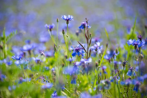 Schöne Helle Wildblumen Auf Der Sommerwiese — Stockfoto