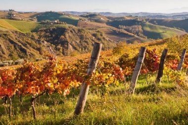 Sonbahar üzüm bağları. Güzel manzara 
