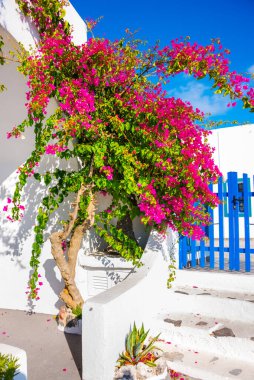 Bahçedeki güzel çiçekler