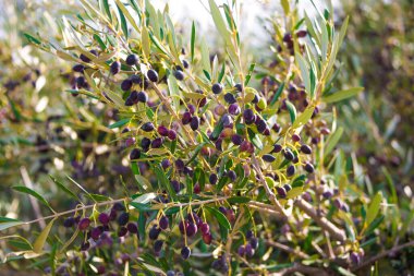 Zeytin dalları, yakın plan