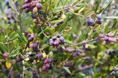 Zeytin dalları, yakın plan