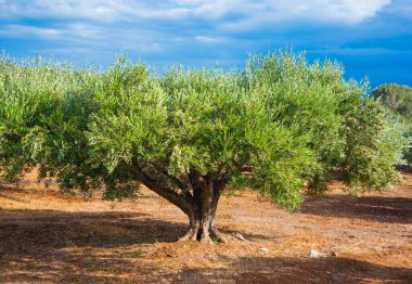 Zeytin ağacı kırsal kesimde