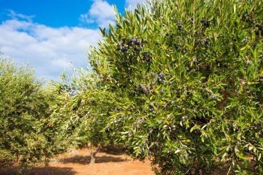 Toskana kırsalında zeytin ağaçları