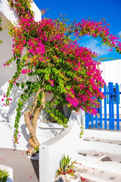 Bahçedeki güzel çiçekler