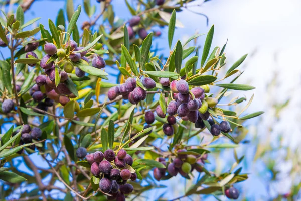 Olive Tree Branches Blue Sky — Stock fotografie