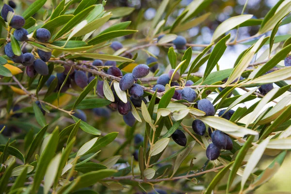 Olive Tree Branches Closeup — Stock fotografie