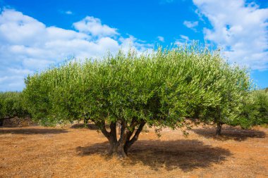Toskana kırsalında zeytin ağaçları