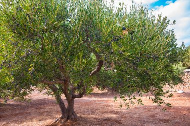 Toskana kırsalında zeytin ağaçları