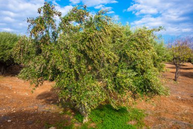 Bahçedeki zeytin ağacı