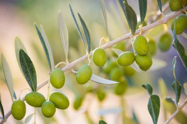 Yeşil yapraklı zeytin dalı
