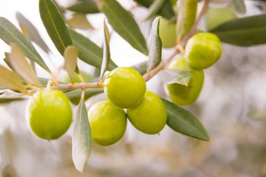 Bir dalda yeşil zeytin.