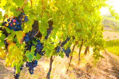 İspanya 'nın Chianti bölgesindeki üzüm bağları