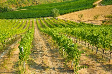 Güzel manzara üzüm bağları Toskana, İtalya