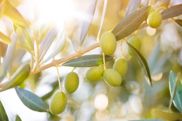 Yeşil yapraklı zeytin dalı