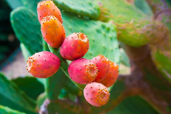 Close Red White Prickly Pear — Stock Photo, Image