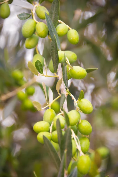 Zelené Olivy Rostoucí Stromě — Stock fotografie
