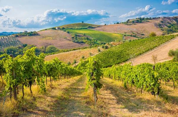 Piękne Krajobrazy Winnice Toskanii Włochy — Zdjęcie stockowe