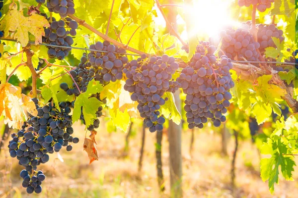 Spanya Nın Chianti Bölgesindeki Üzüm Bağları — Stok fotoğraf