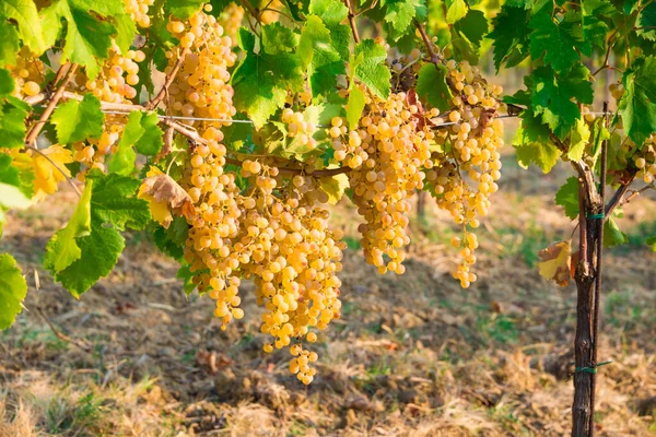 Primer Plano Uvas Maduras Que Crecen Vino — Foto de Stock