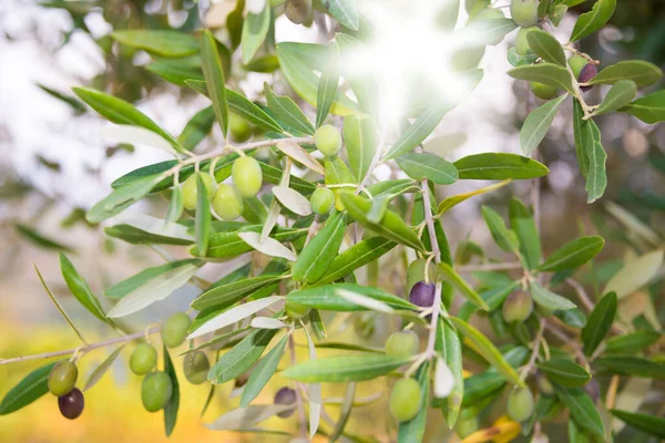 Ratolest Olivovníku Zelenými Listy Zahradě — Stock fotografie