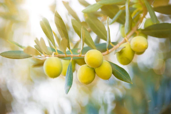 Olivenzweig Mit Grünen Blättern — Stockfoto