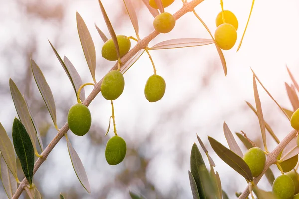 緑の葉を持つオリーブの木の枝 — ストック写真