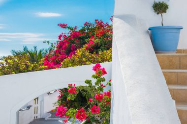 Bahçedeki güzel çiçekler