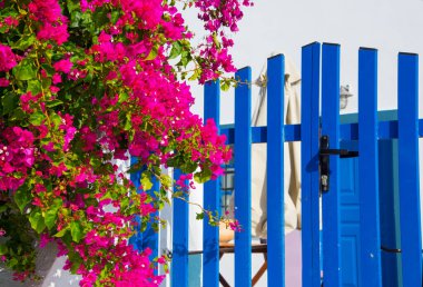 Bahçedeki güzel çiçekler