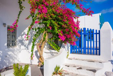 Santorini Adası, Yunanistan 'da güzel çiçekler