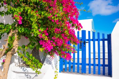 Santorini adasının güzel mimarisi, pembe çiçekler ve beyaz ev.