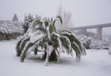 kar kaplı palmiye yaprakları 