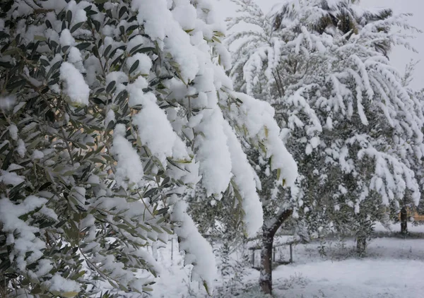 森林里被雪覆盖的树木 — 图库照片